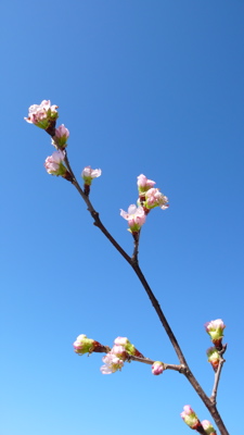 桜