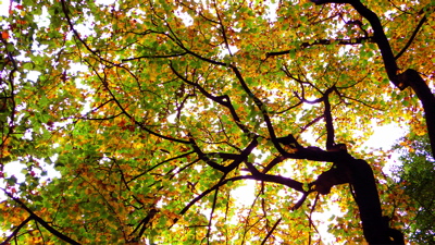 小石川植物園の木
