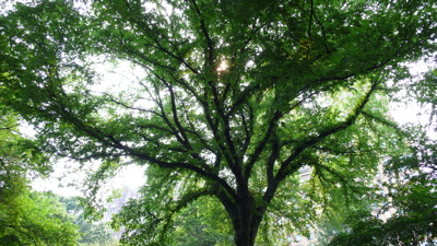 セントラルパークの木
